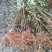红富士苹果苗烟富8号烟富10号苹果苗基地直销