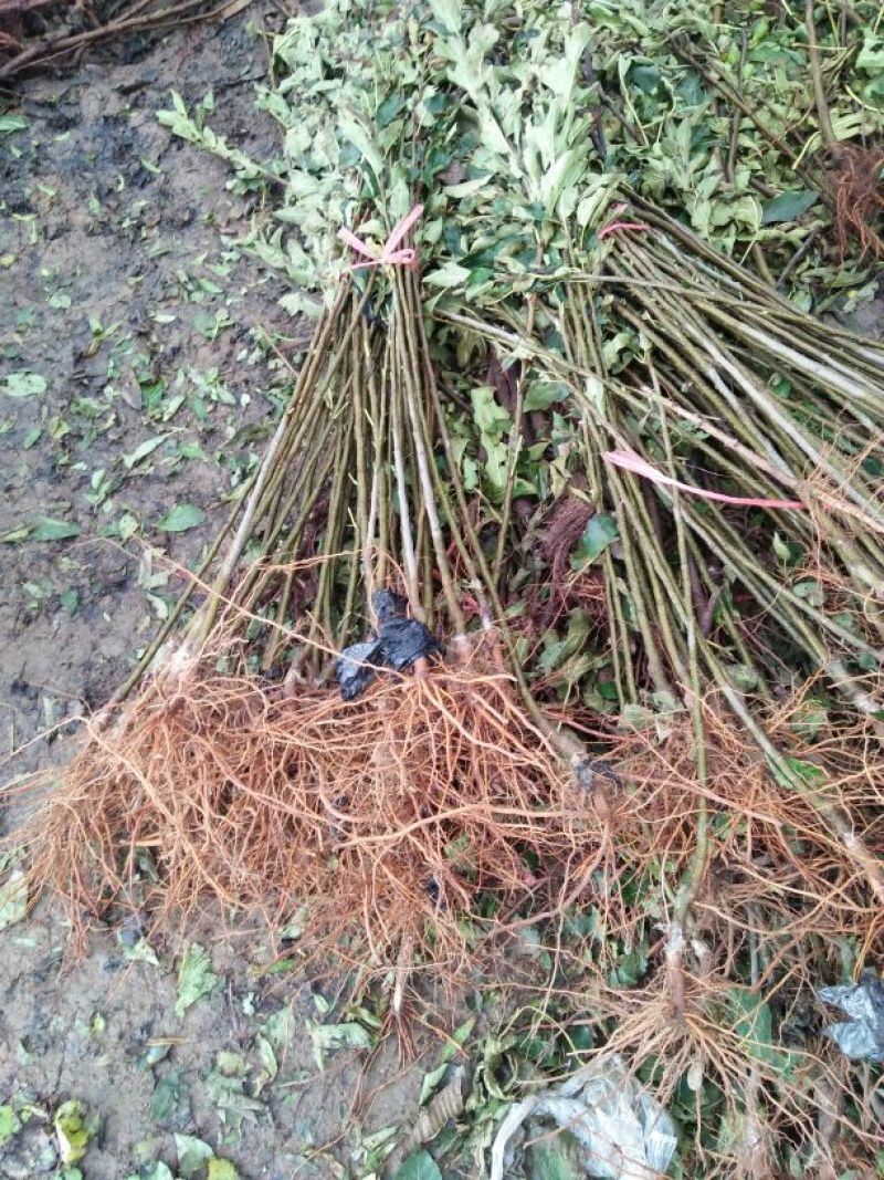 红富士苹果苗烟富8号烟富10号苹果苗基地直销