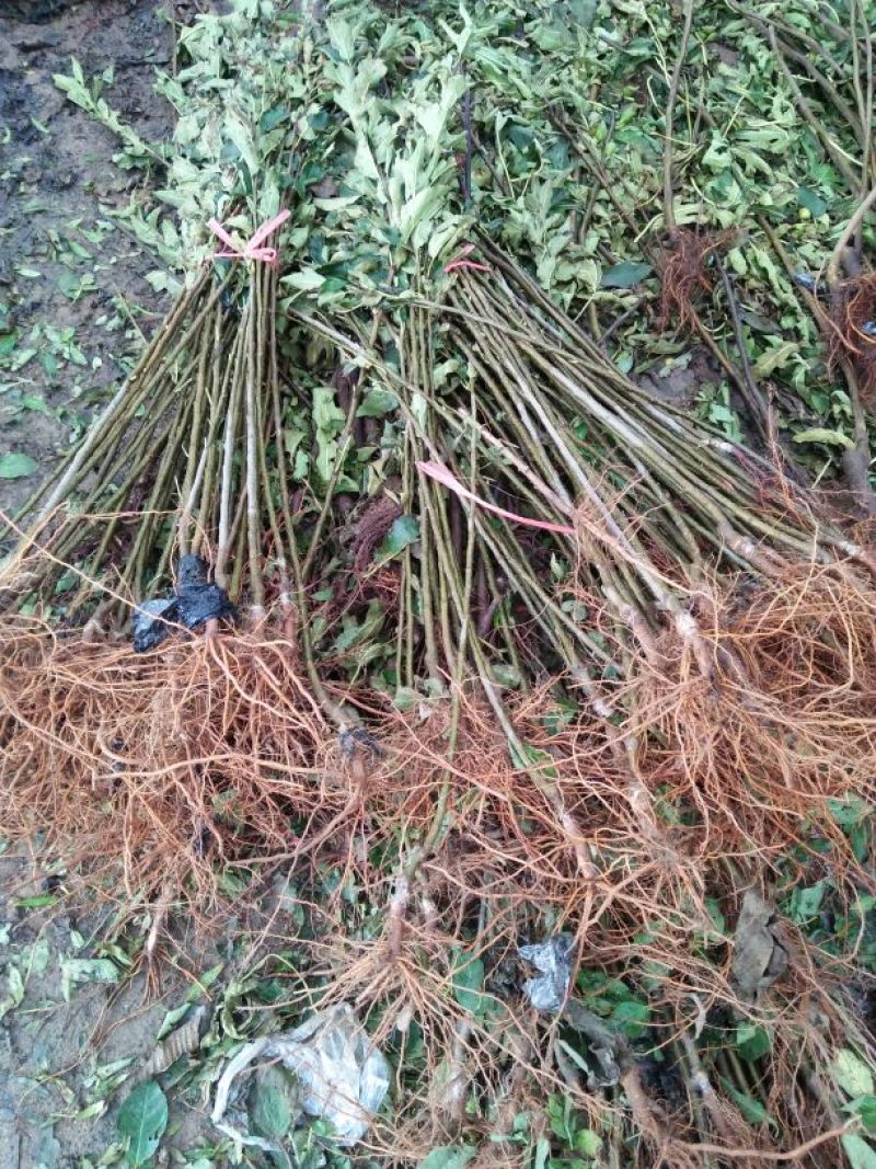 红富士苹果苗烟富8号烟富10号苹果苗基地直销