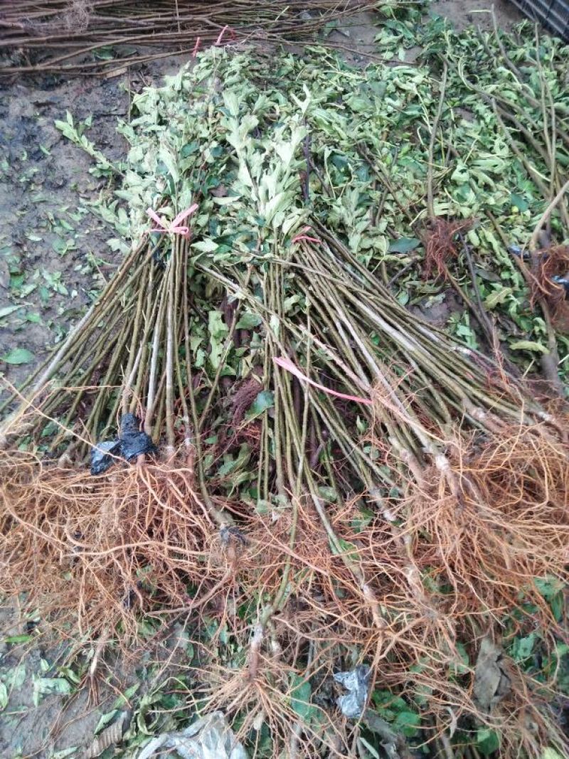 红富士苹果苗烟富8号烟富10号苹果苗基地直销