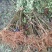 红富士苹果苗烟富8号烟富10号苹果苗基地直销