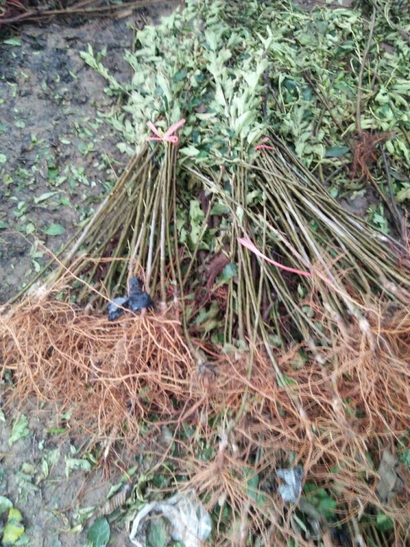 红富士苹果苗烟富8号烟富10号苹果苗基地直销