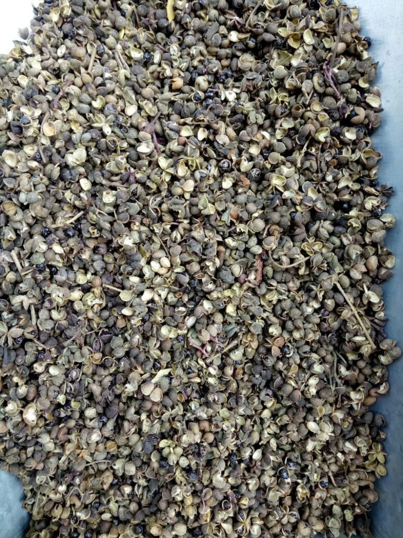 川椒干货药用选货籽少无杂质量大从优