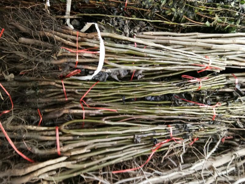 薄皮核桃接穗2~3年50~100cm
