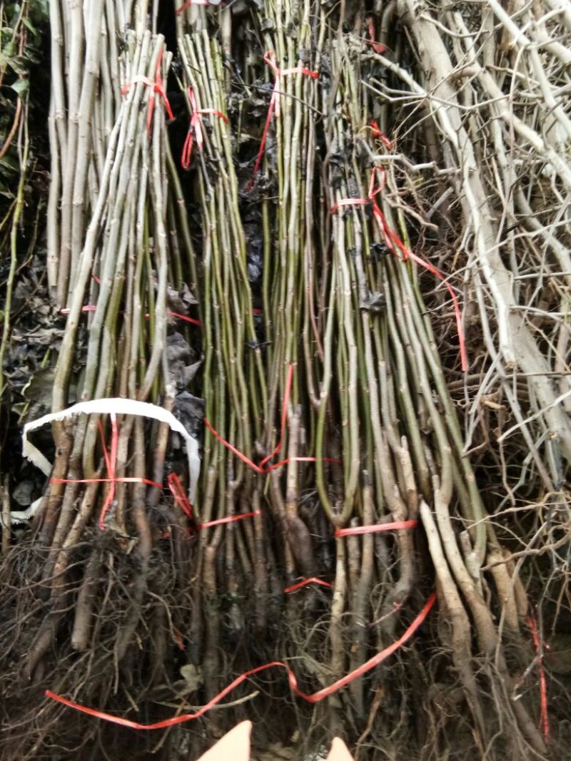 薄皮核桃接穗2~3年50~100cm