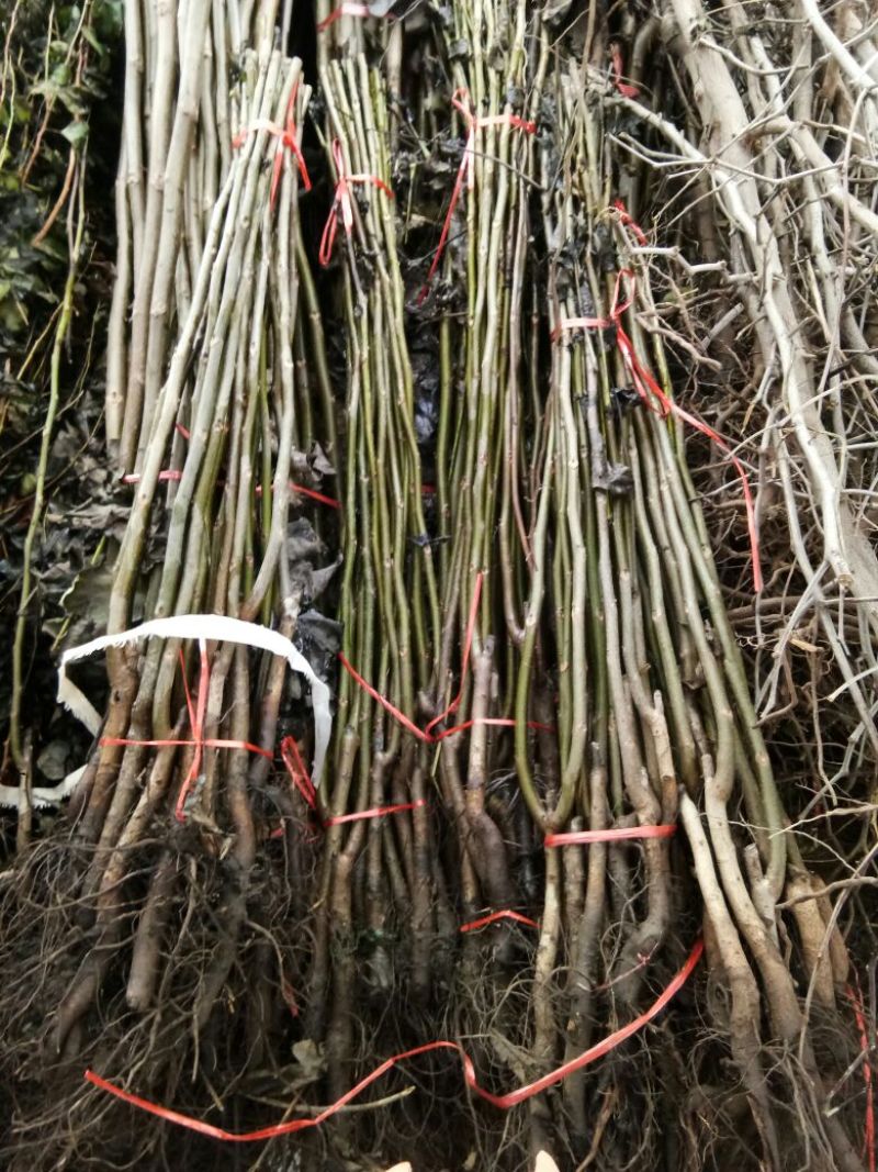 薄皮核桃接穗2~3年50~100cm