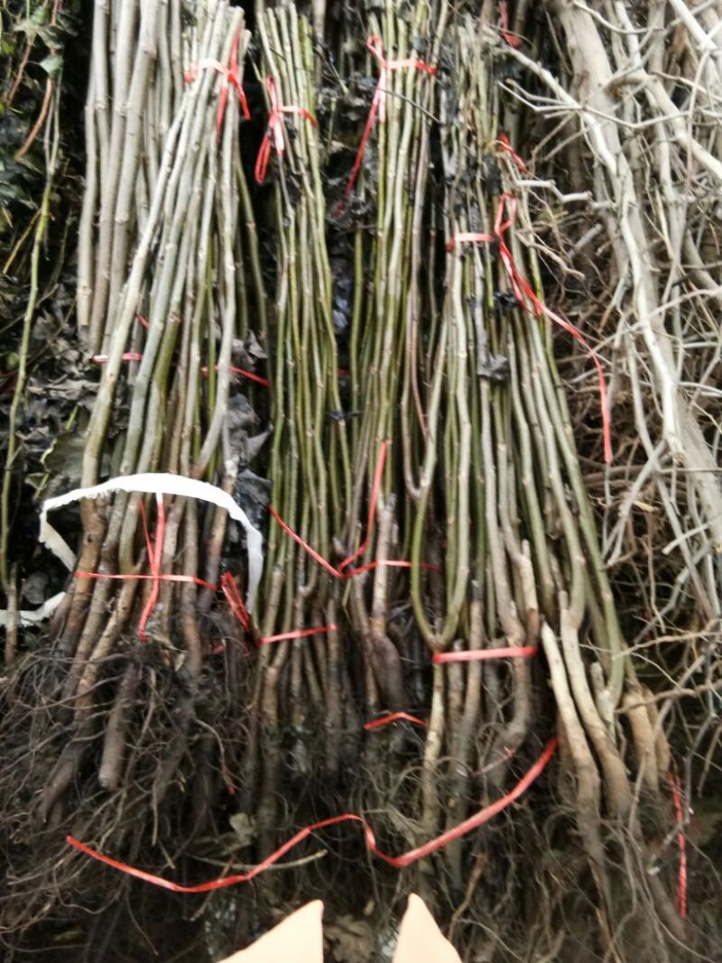 薄皮核桃接穗2~3年50~100cm