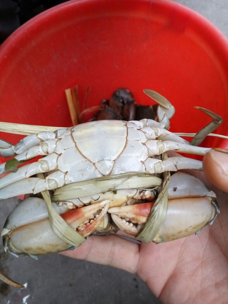 青蟹食用雄蟹