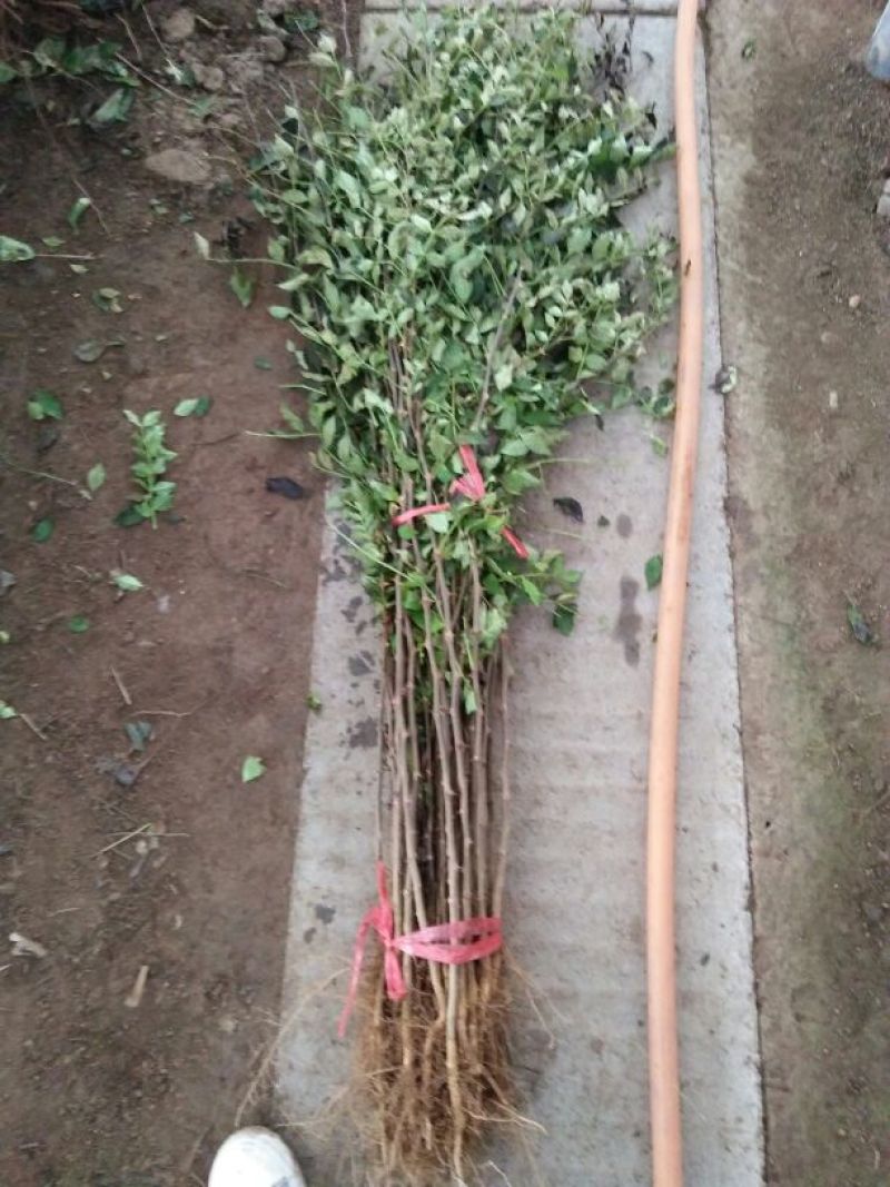 花椒苗大红袍花椒苗产量高用来做围墙既有效益又有防护作用