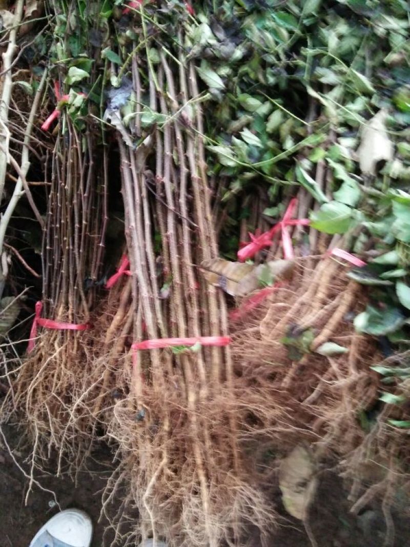 花椒苗大红袍花椒苗产量高用来做围墙既有效益又有防护作用