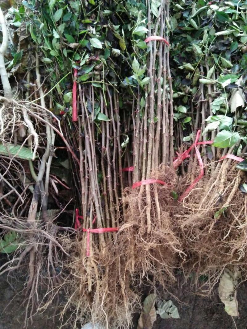 花椒苗大红袍花椒苗产量高用来做围墙既有效益又有防护作用