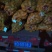 优质脱毒土豆种子抗病强产量高，结薯集中薯型好芽眼浅个头大