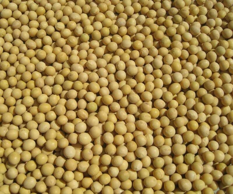 大豆中等