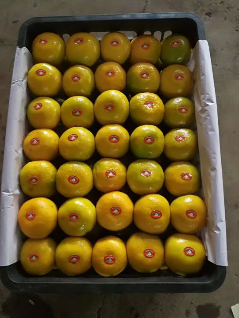 精品高山蜜橘产地供货中、皮薄多汁、无籽无渣、可视频看货