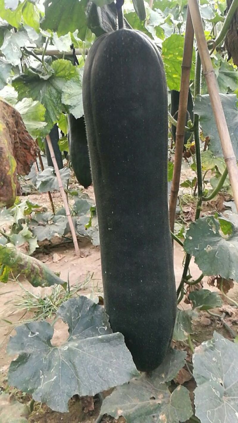 黑皮冬瓜15斤以上吊冬瓜