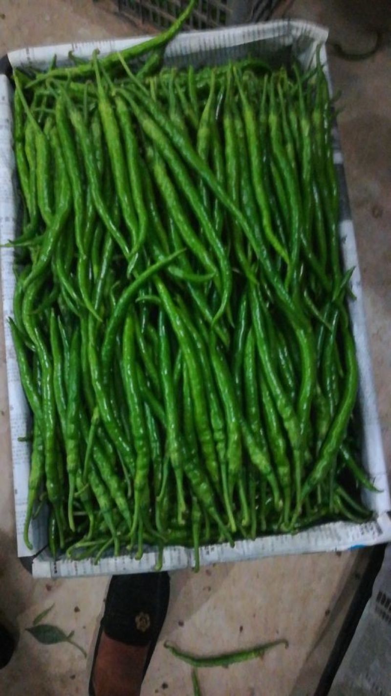渭南大荔辣椒大量供应中螺丝椒现货批发量大价优