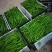 渭南大荔辣椒大量供应中螺丝椒现货批发量大价优