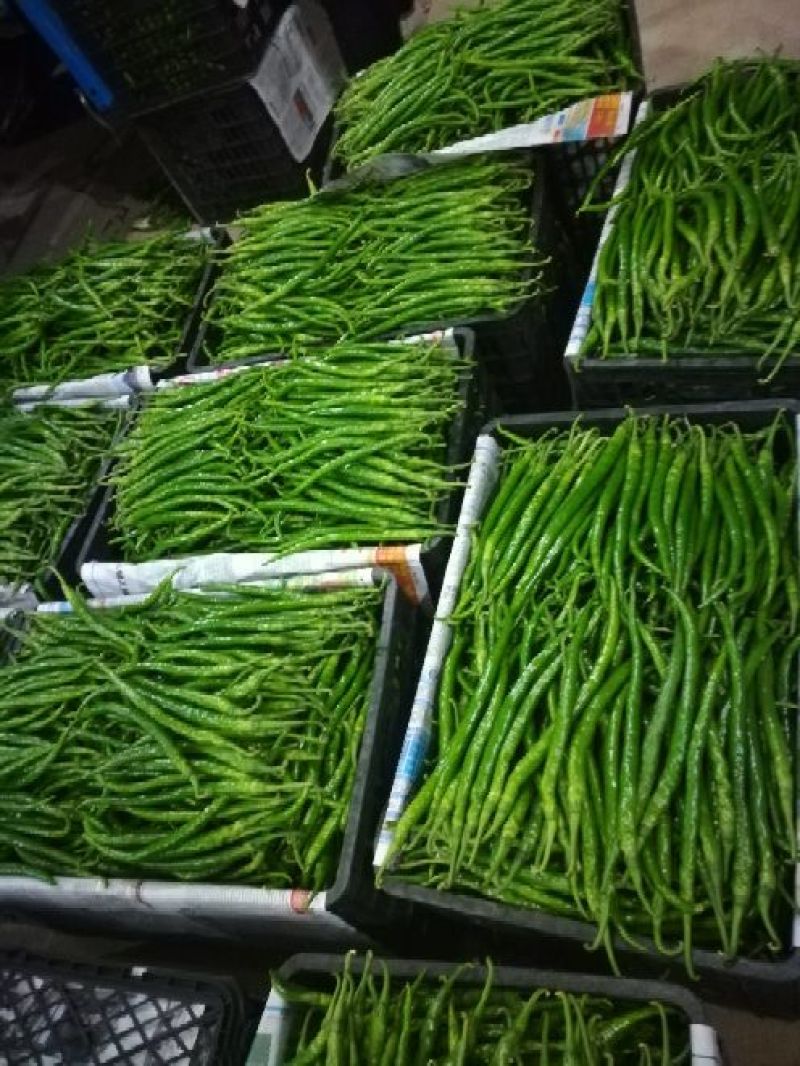 渭南大荔辣椒大量供应中螺丝椒现货批发量大价优