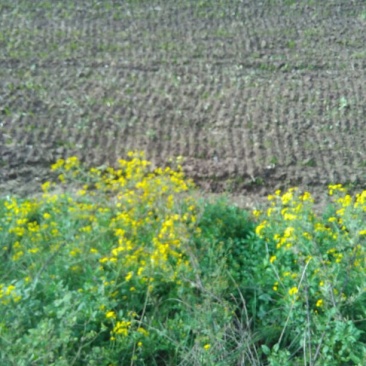 野菊花