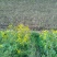 野菊花