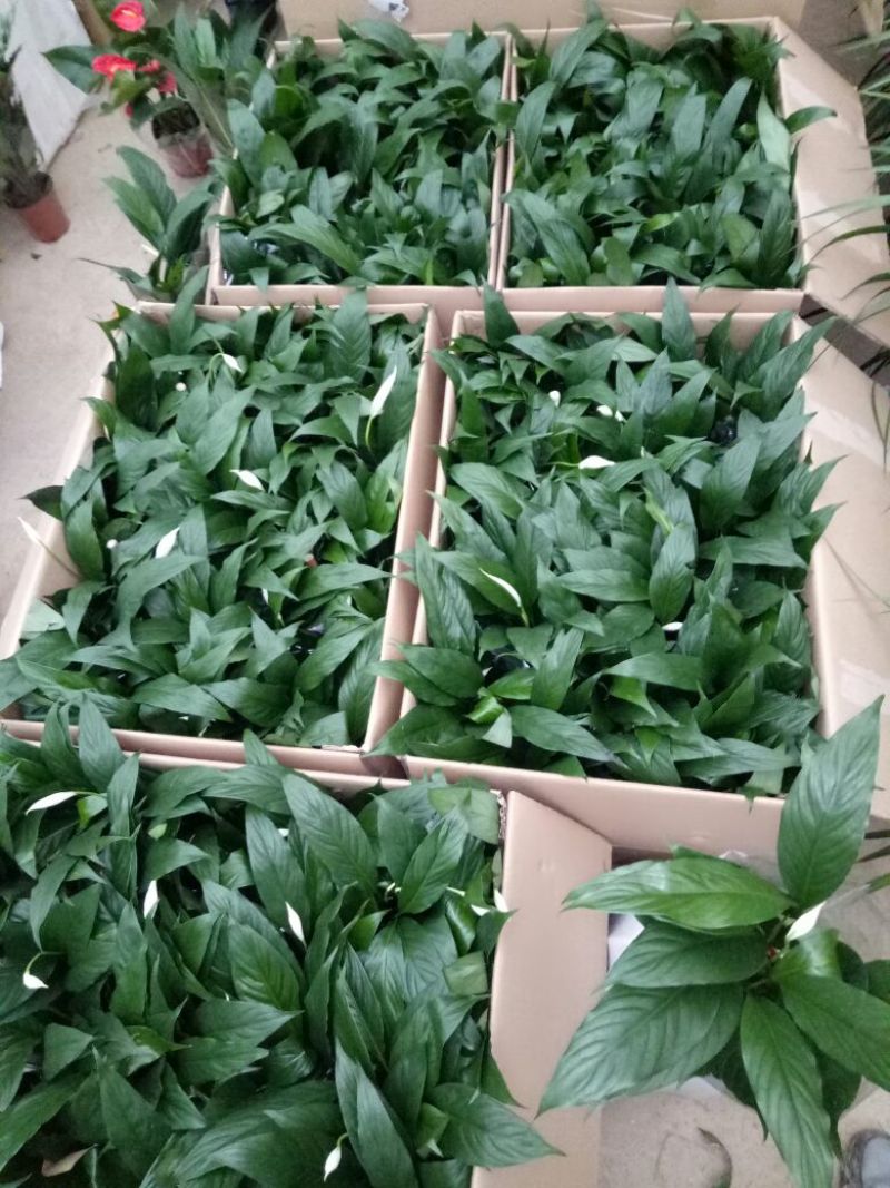白掌特价量大优惠基地直销运费自理