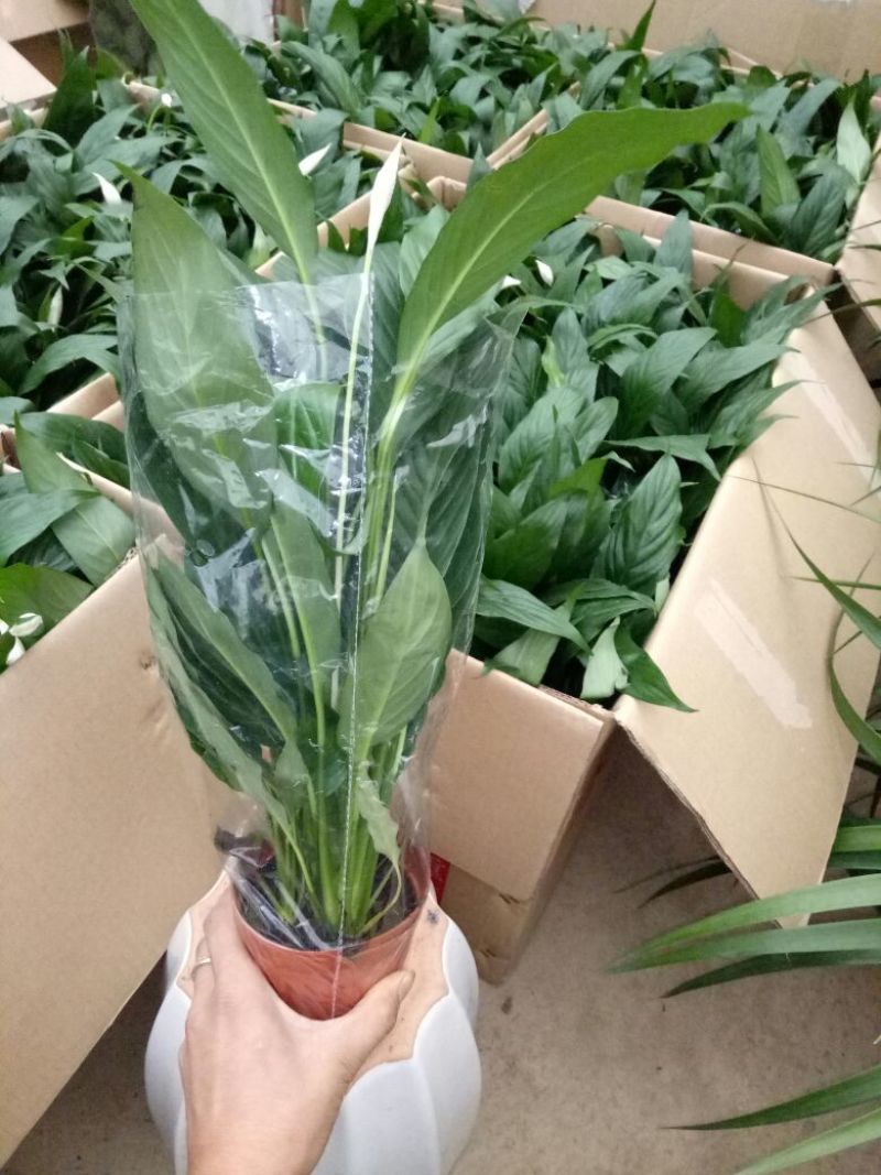 白掌特价量大优惠基地直销运费自理