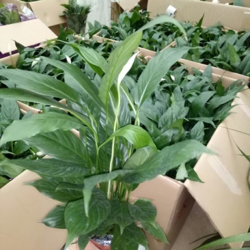 白掌特价量大优惠基地直销运费自理