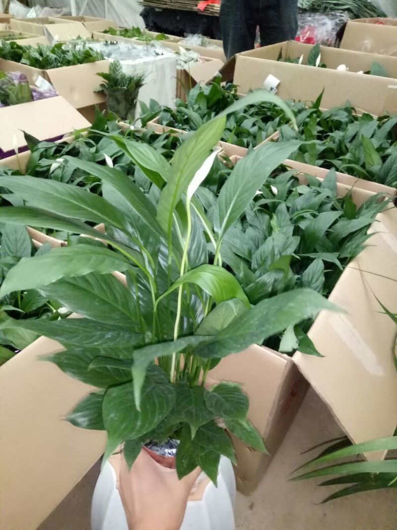 白掌特价量大优惠基地直销运费自理