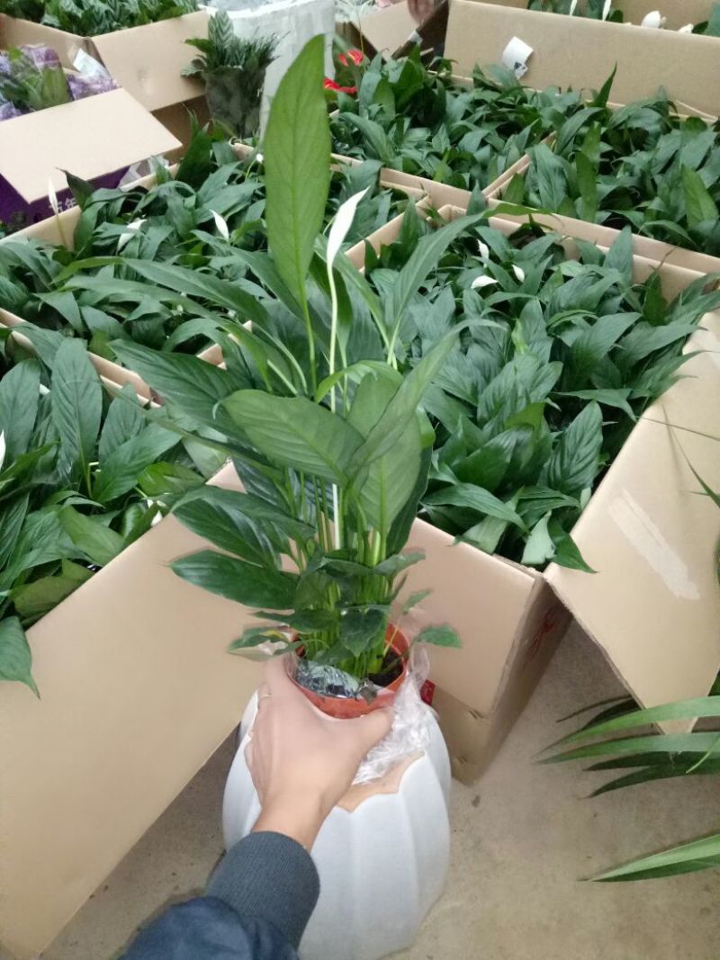 白掌特价量大优惠基地直销运费自理