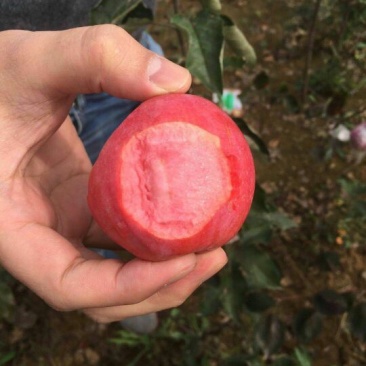 红肉苹果树苗红肉苹果苗及盆栽
