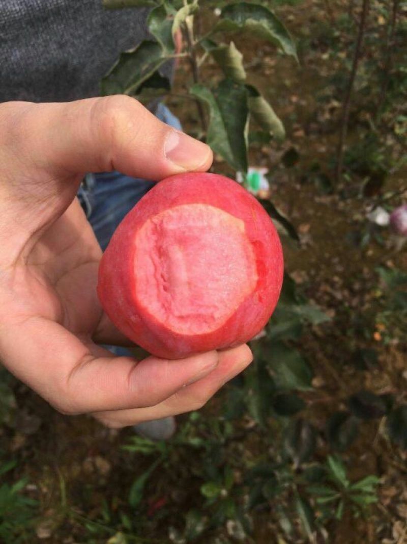 红肉苹果树苗红肉苹果苗及盆栽