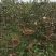 红肉苹果树苗红肉苹果苗及盆栽