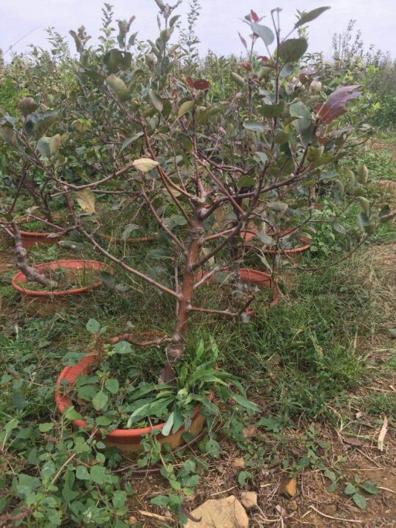 红肉苹果树苗红肉苹果苗及盆栽