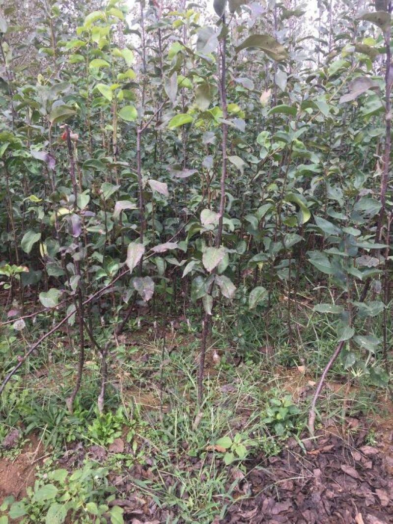 红肉苹果树苗红肉苹果苗及盆栽