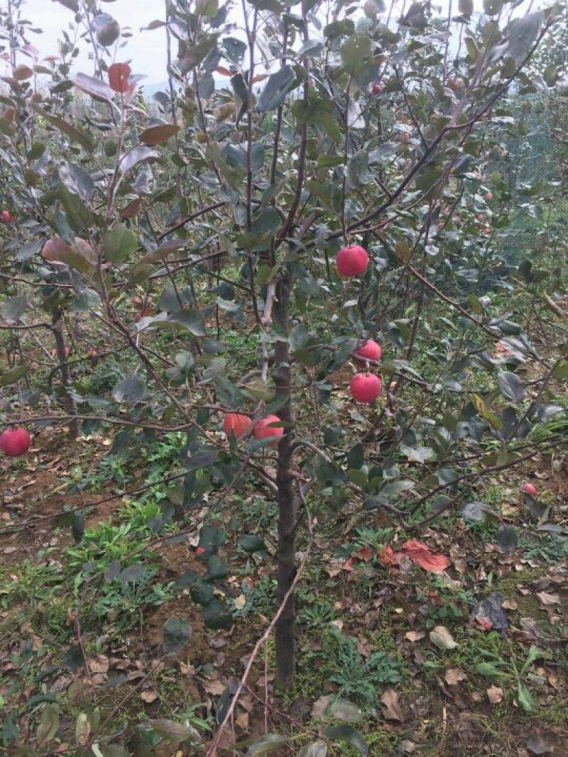 红肉苹果树苗红肉苹果苗及盆栽