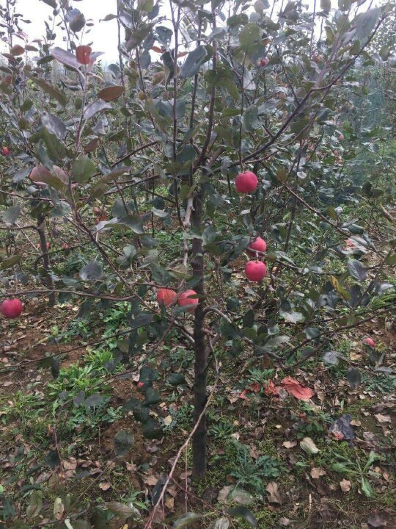 红肉苹果树苗红肉苹果苗及盆栽