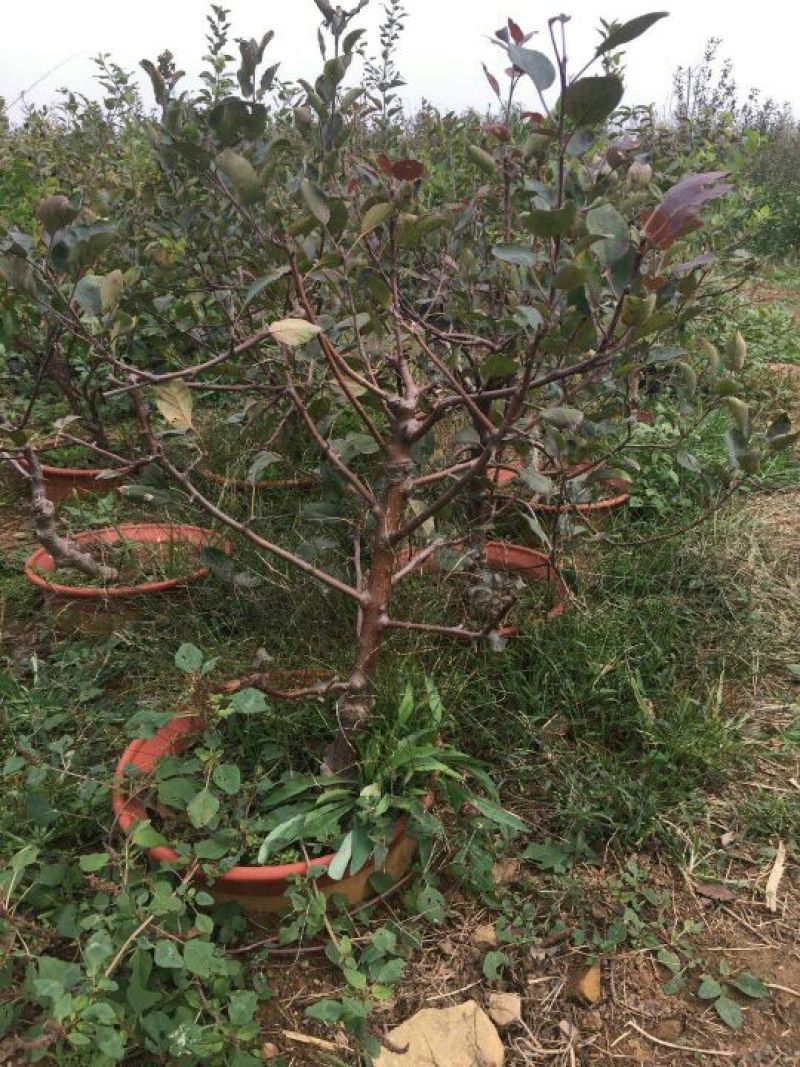 红肉苹果树苗红肉苹果苗及盆栽