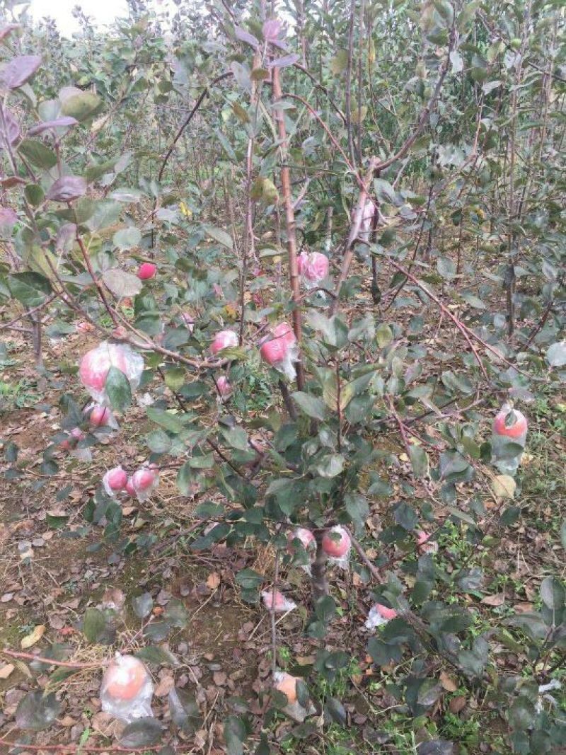 红肉苹果树苗红肉苹果苗及盆栽