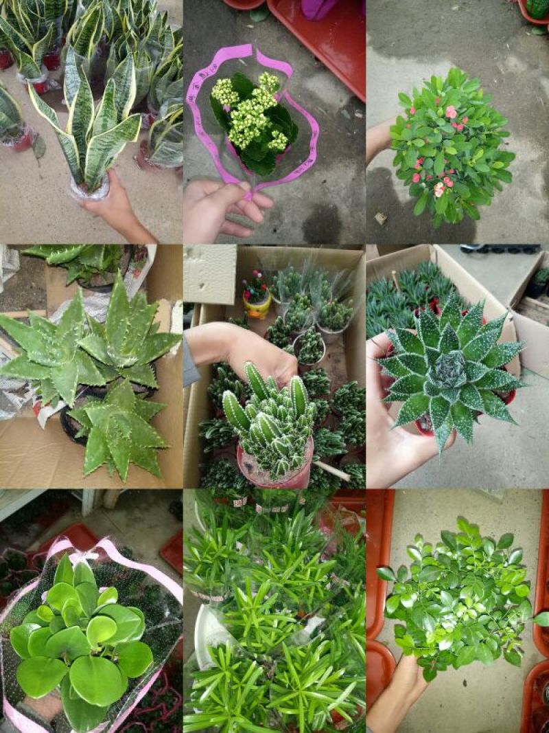 白掌特价量大优惠基地直销运费自理