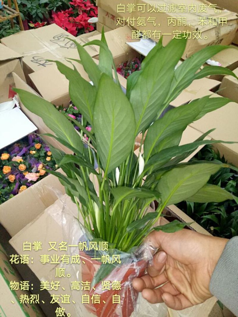 白掌特价量大优惠基地直销运费自理