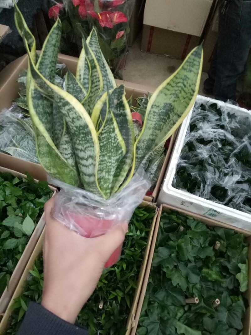 白掌特价量大优惠基地直销运费自理