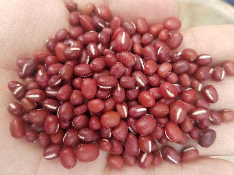 红小豆散装