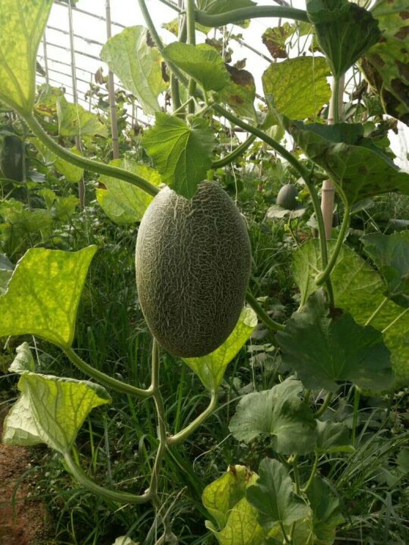 西州蜜小蜜25号大量有货可全国发货欢迎新老客户