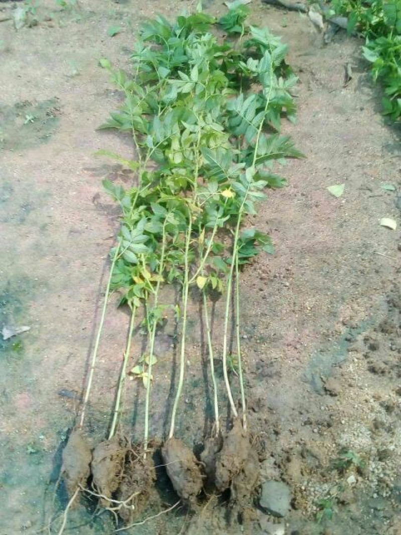 树莓苗30~50cm