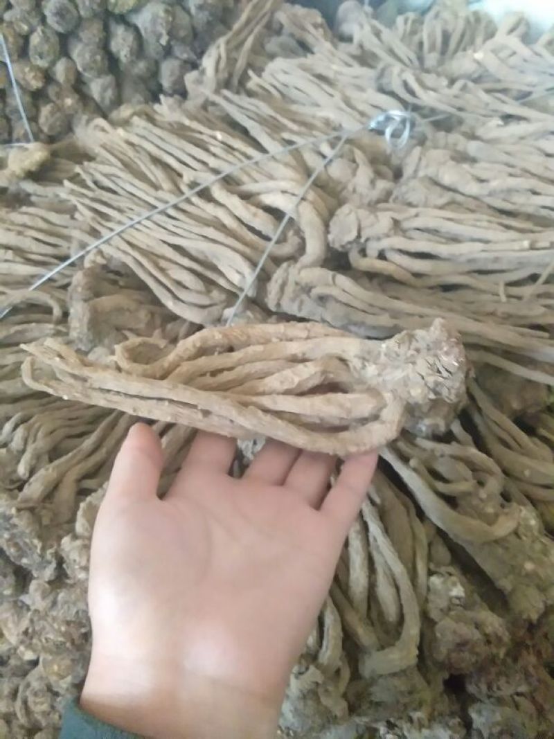 岷当归大