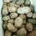 脱毒土豆种子，抗病强产量高，结薯集中薯型好芽眼浅个头大。