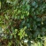 无花果苗无花果树苗批发好品种