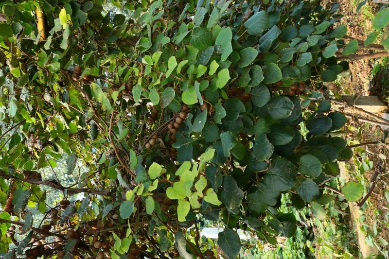 无花果苗无花果树苗批发好品种