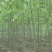 柳树种条3m以上