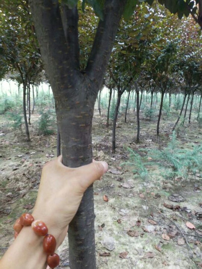 红叶李